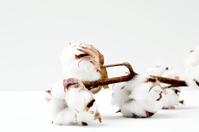 Cotton wool – can we make this hairdressing necessity more eco?